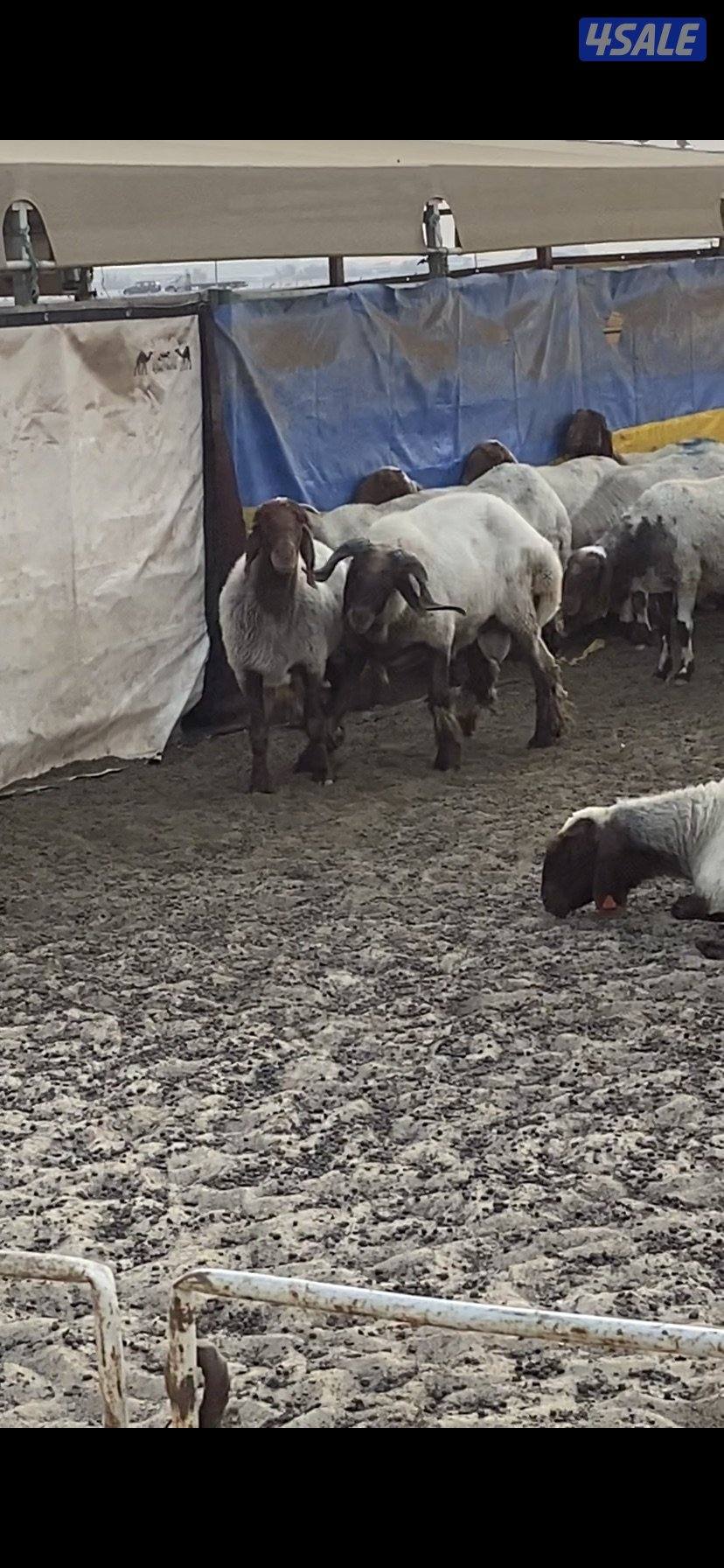 للبيع فحلين ابرق رباع وثني واحد يقرع هد والثاني هد ويد ولا عليهم شرط9