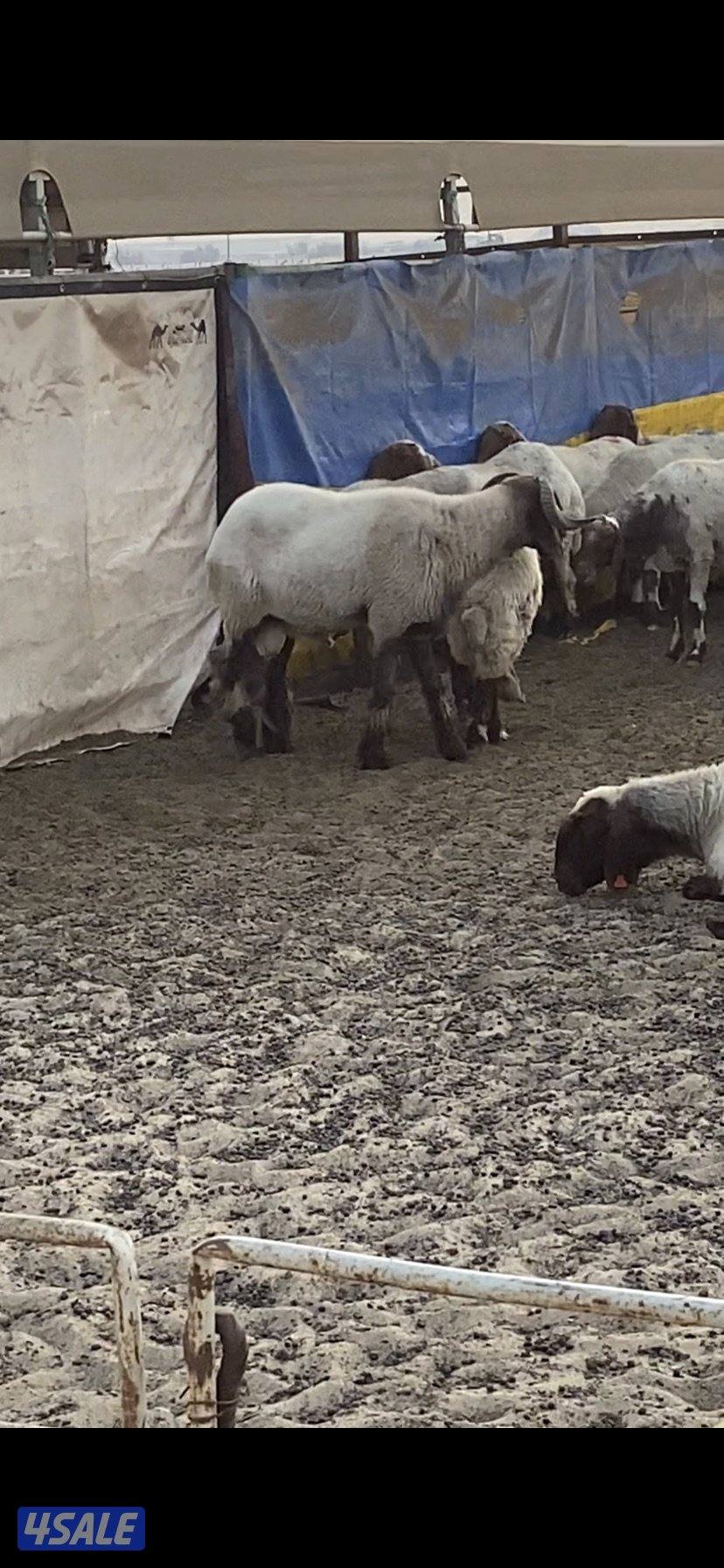 للبيع فحلين ابرق رباع وثني واحد يقرع هد والثاني هد ويد ولا عليهم شرط8