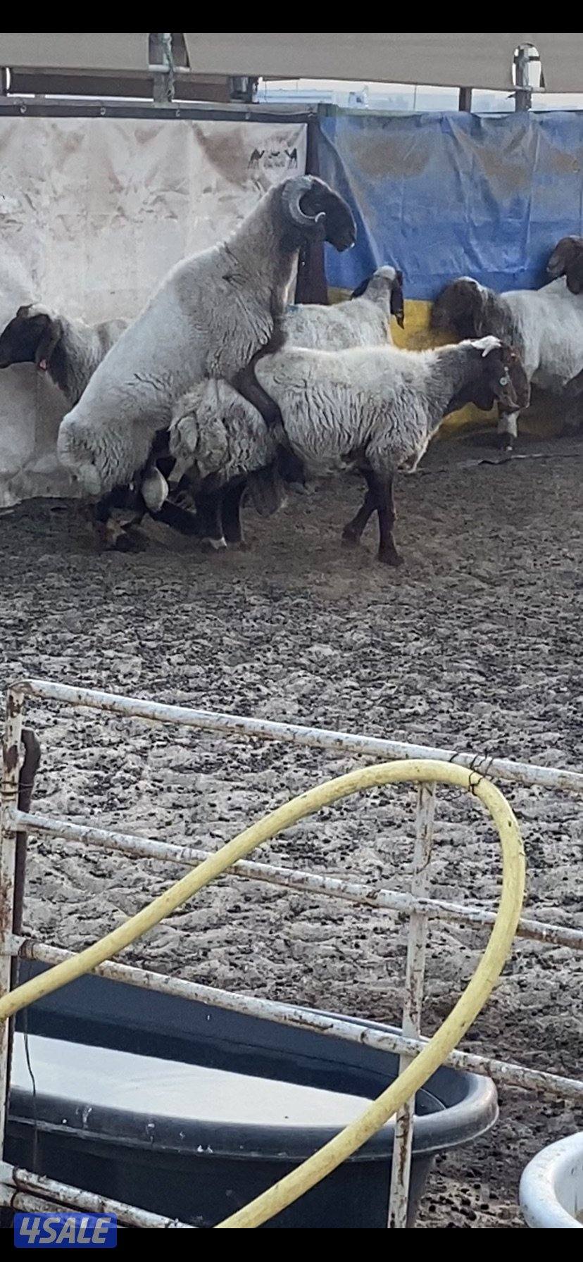 للبيع فحلين ابرق رباع وثني واحد يقرع هد والثاني هد ويد ولا عليهم شرط10