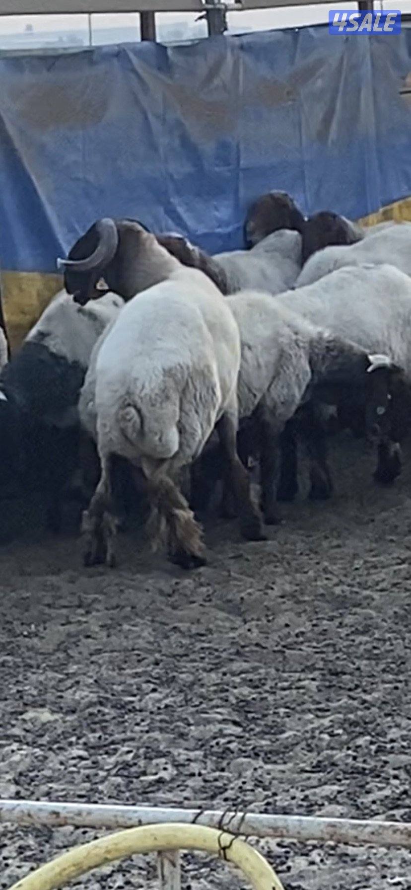 للبيع فحلين ابرق رباع وثني واحد يقرع هد والثاني هد ويد ولا عليهم شرط11