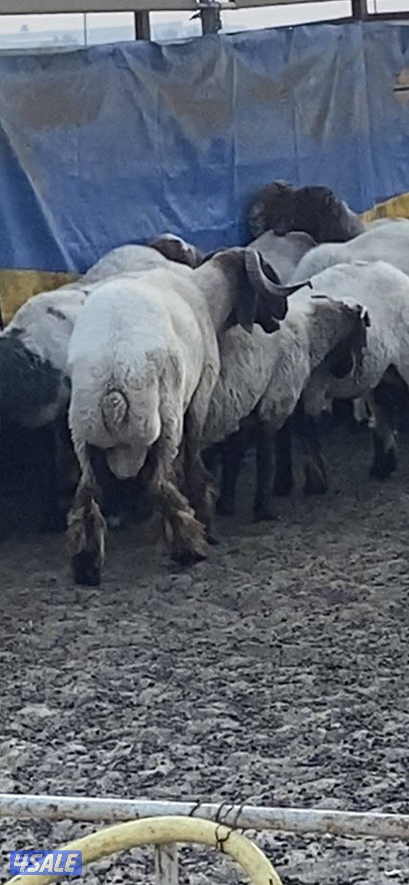 للبيع فحلين ابرق رباع وثني واحد يقرع هد والثاني هد ويد ولا عليهم شرط12