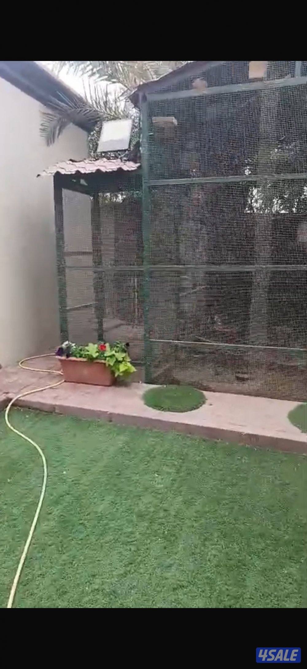 للبيع قفص مع الطيور0