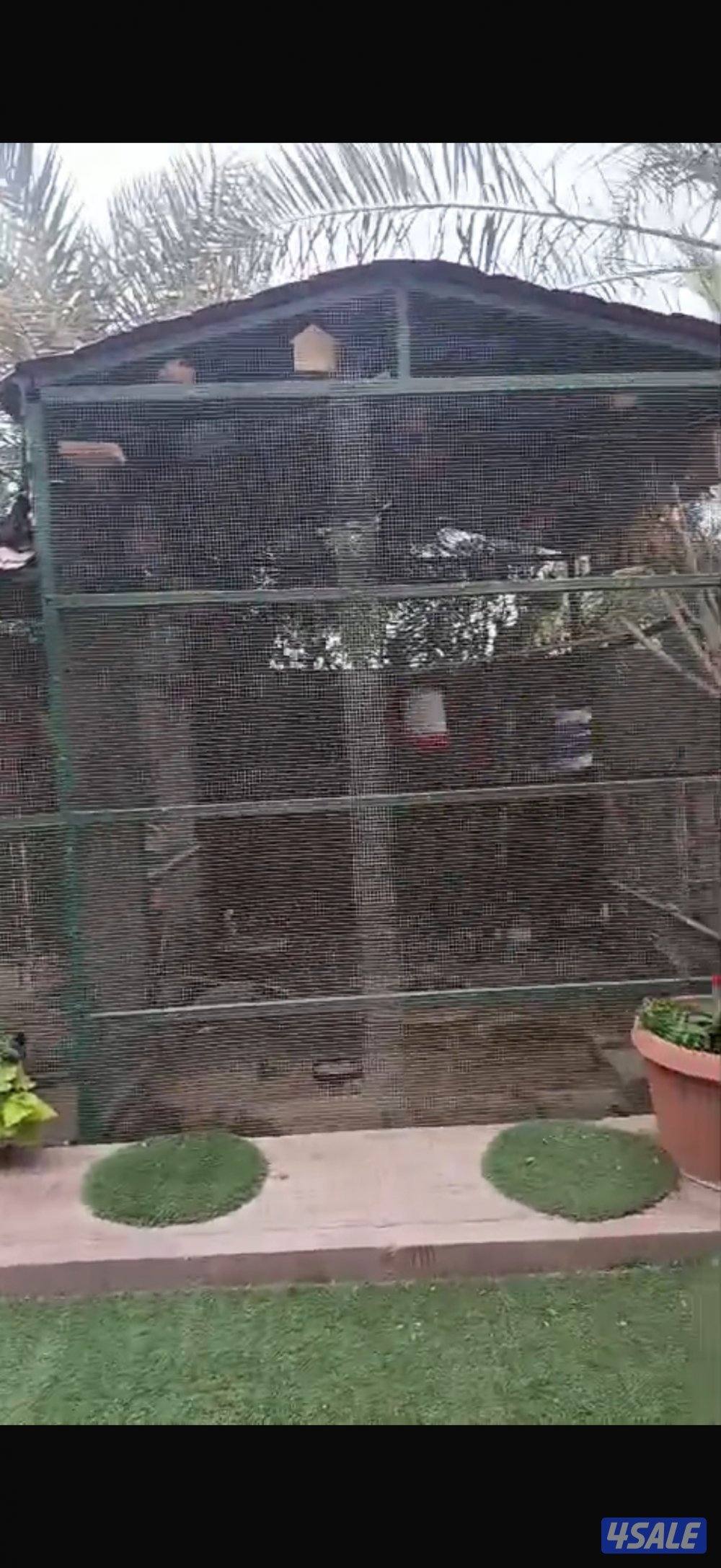 للبيع قفص مع الطيور1