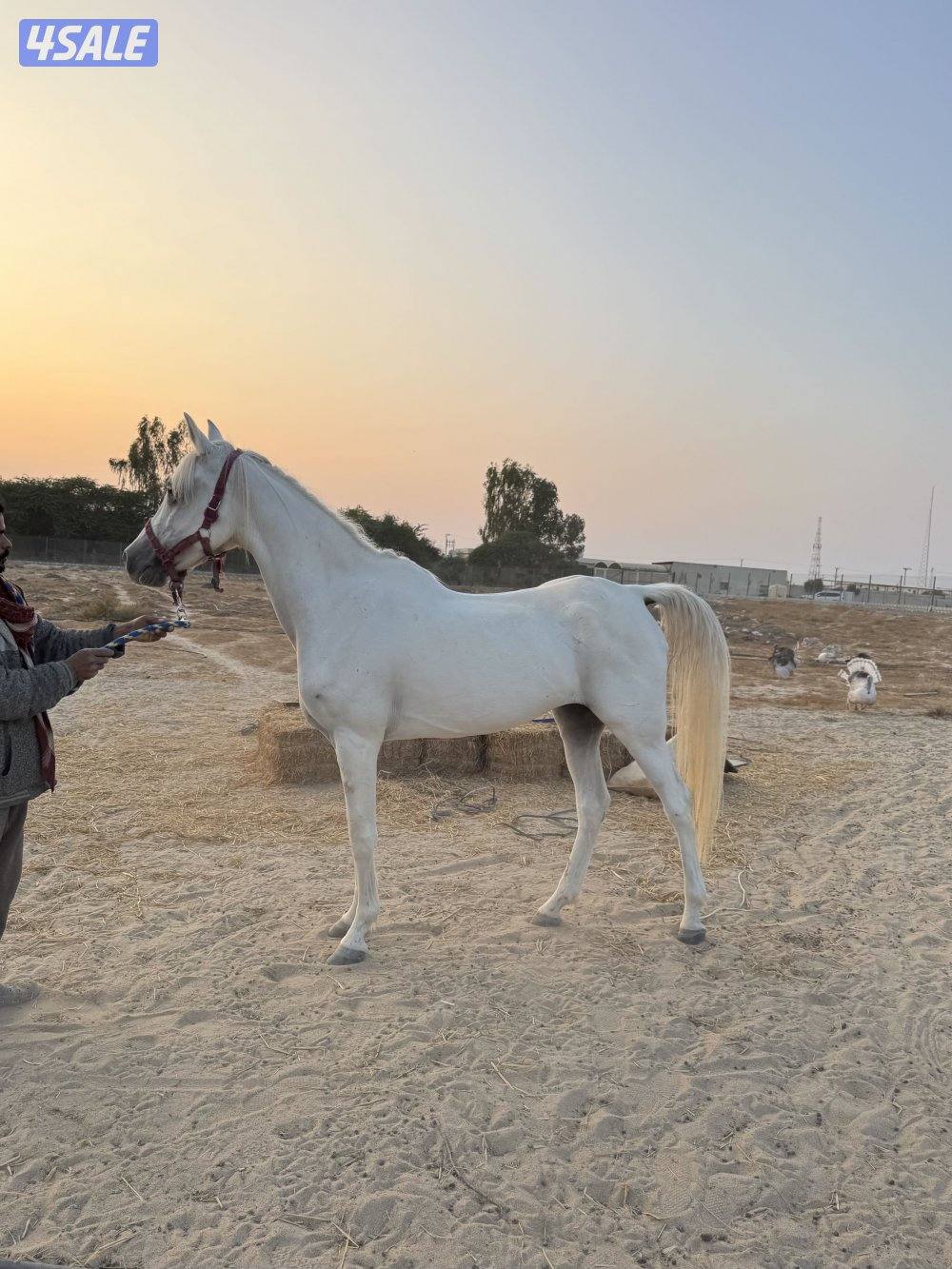 للبيع فرس0
