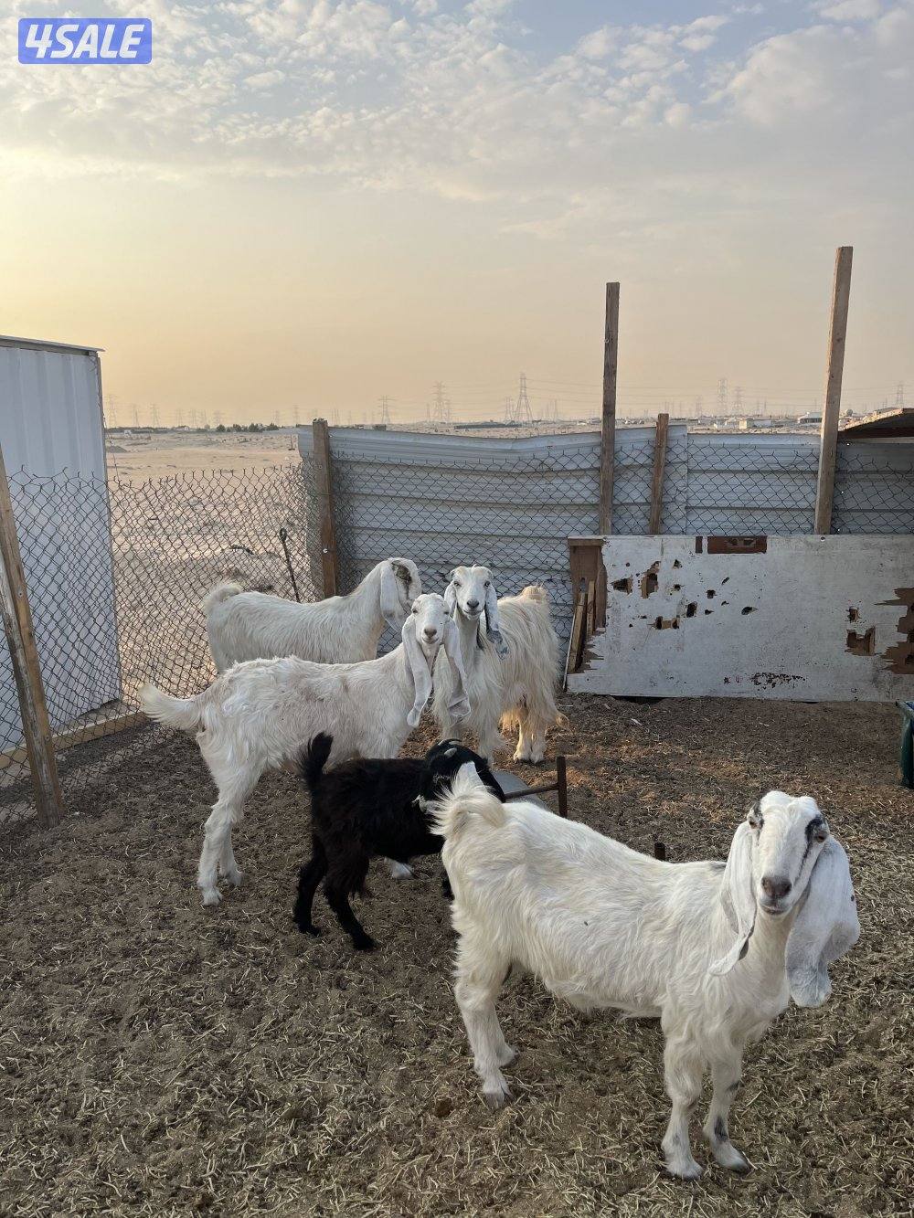 3معزات ضروبه 2سدس 1جفره مضاريع  ديده سلم المكان جبد إسطبلات0