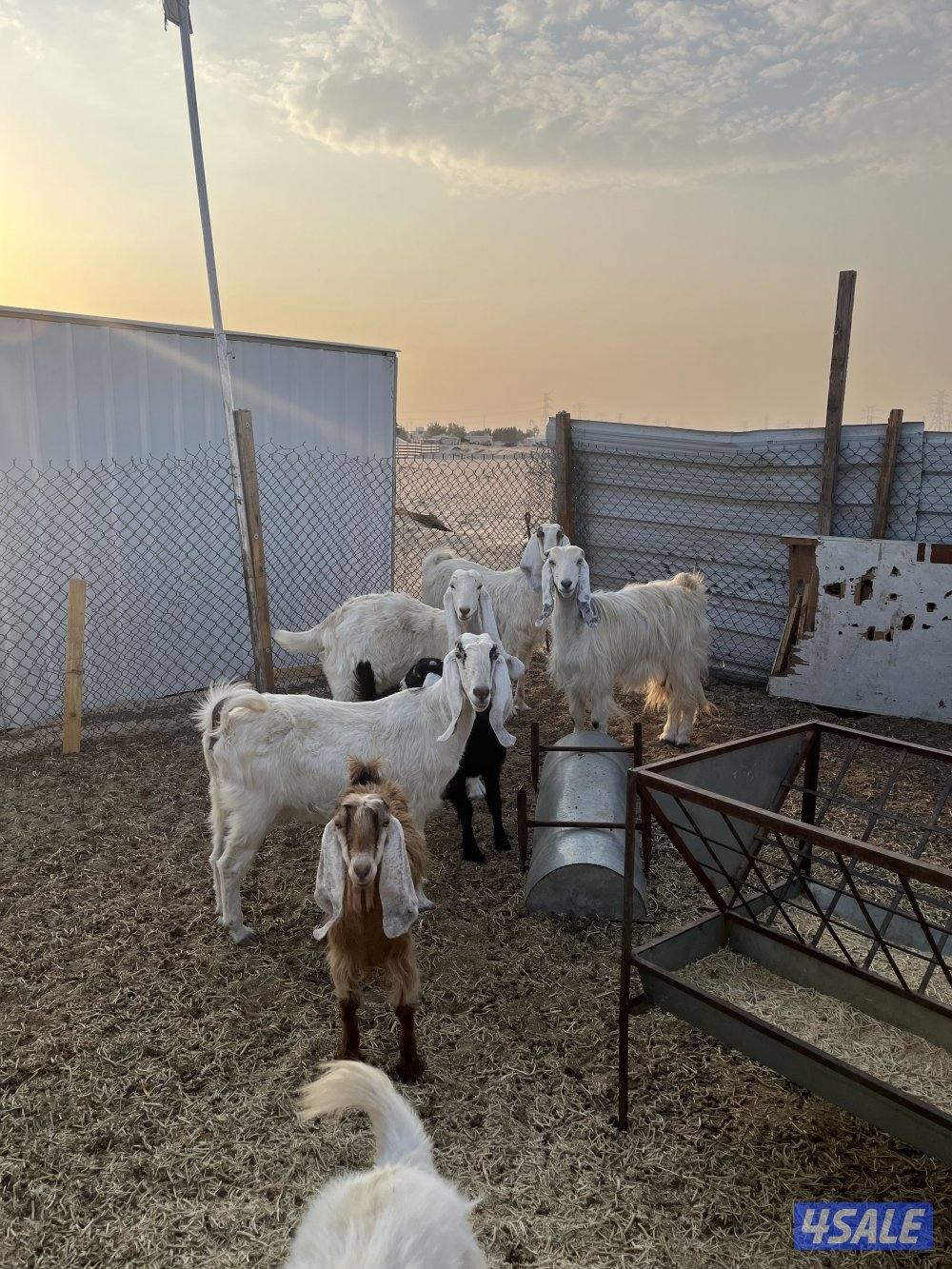 3معزات ضروبه 2سدس 1جفره مضاريع  ديده سلم المكان جبد إسطبلات1