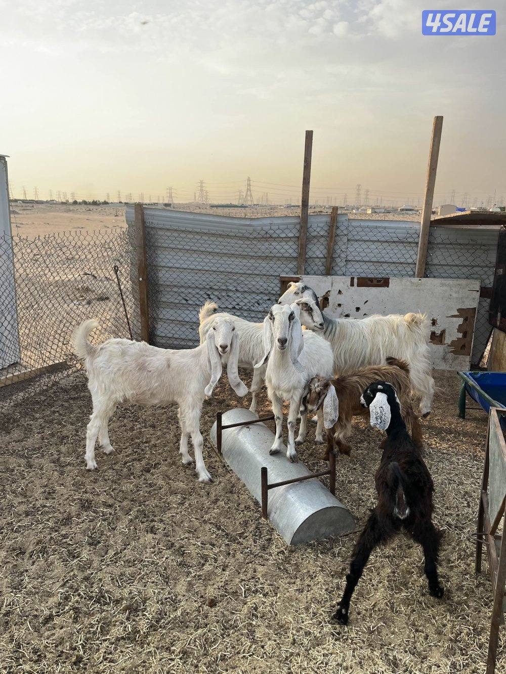 3معزات ضروبه 2سدس 1جفره مضاريع  ديده سلم المكان جبد إسطبلات2