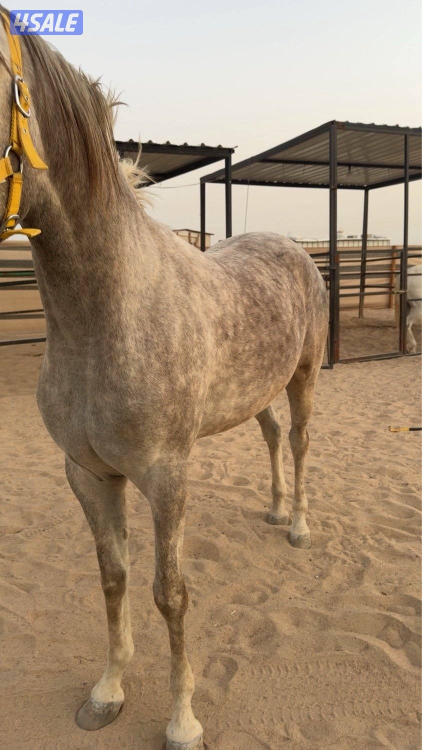 للبيع مهره مصريه بيور مواليد ٢٠٢٤فاخره ودمه طيب0