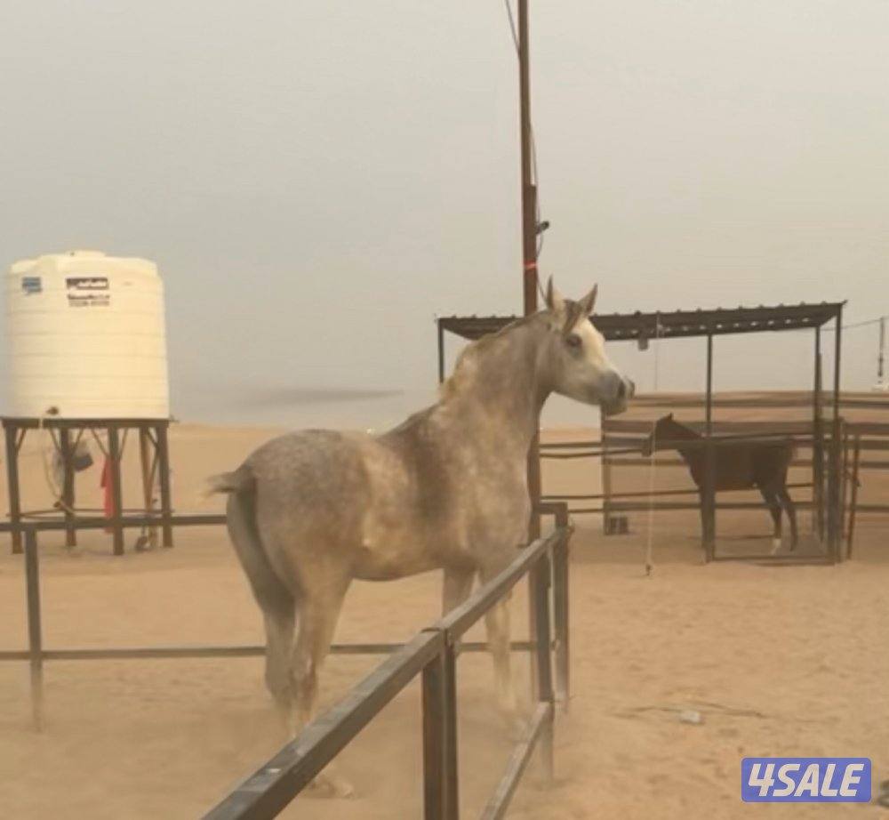 للبيع مهره مصريه بيور مواليد ٢٠٢٤فاخره ودمه طيب1