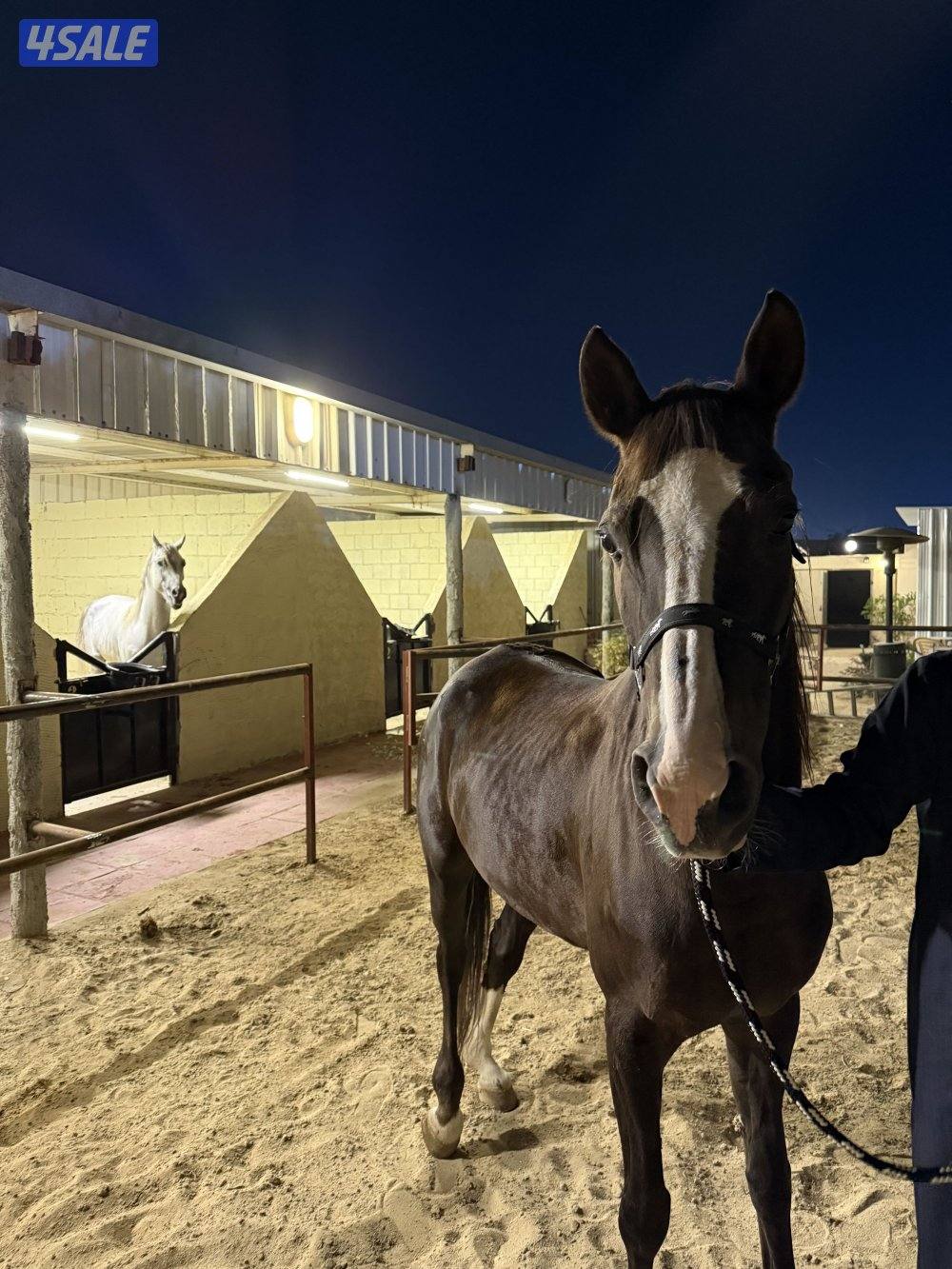 فرس دهماء تحويل مع أورقه البيعه منظور0