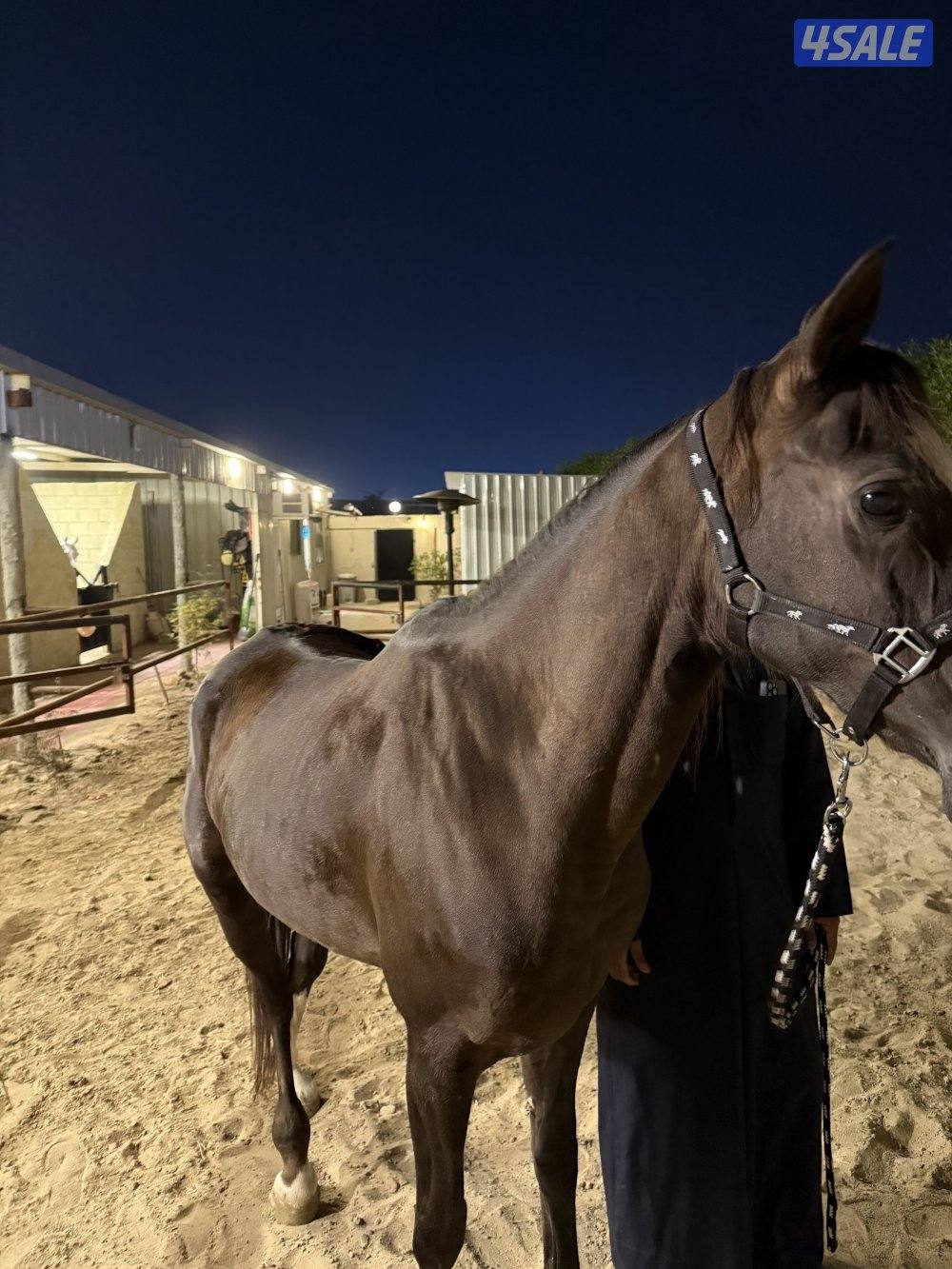 فرس دهماء تحويل مع أورقه البيعه منظور1