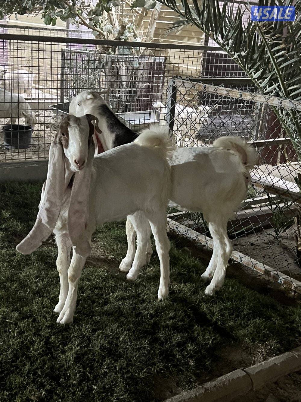 للبيع جذعات0