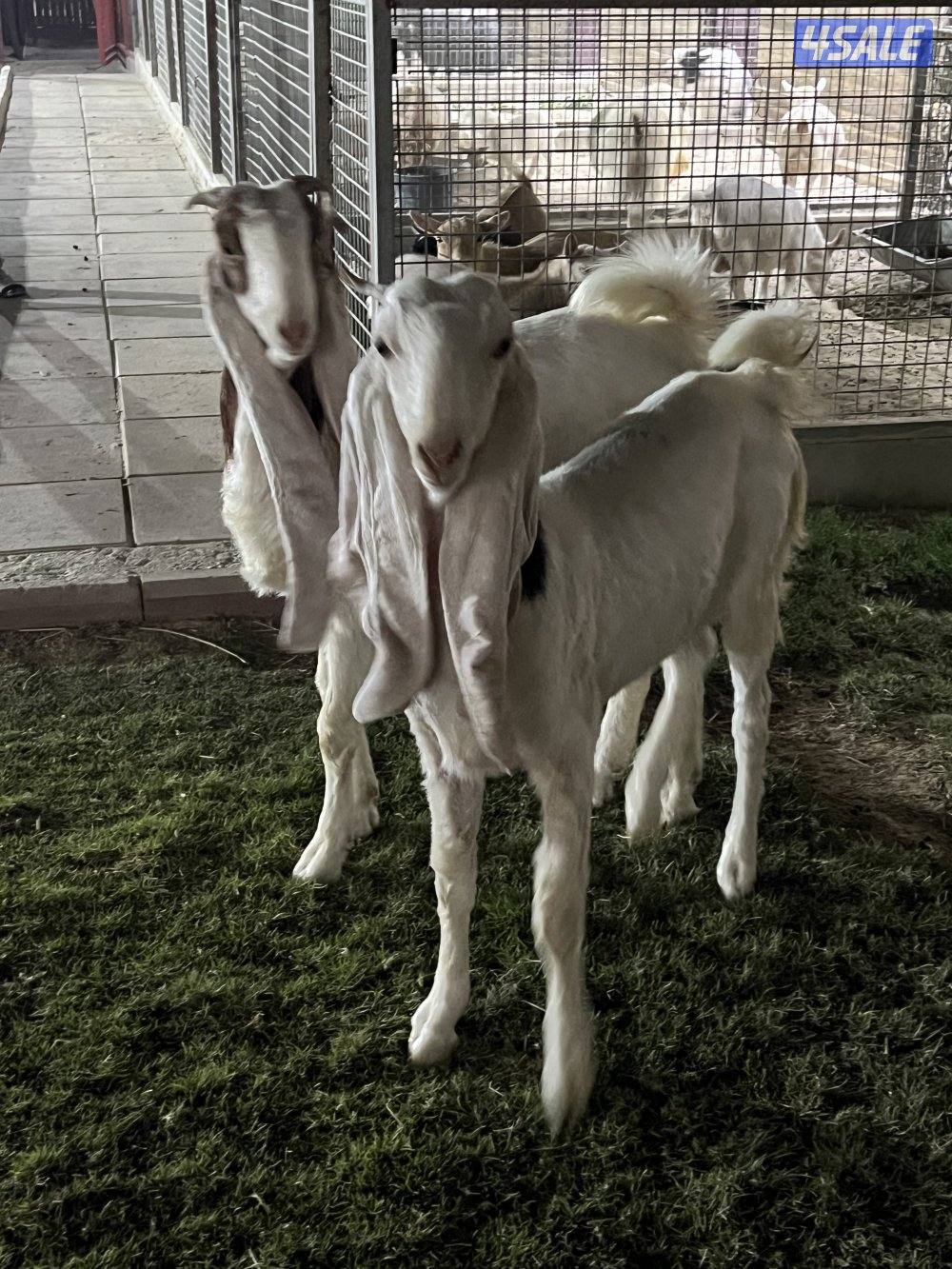 للبيع جذعات1