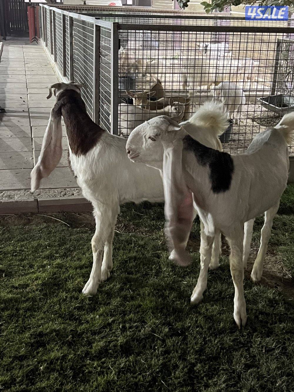 للبيع جذعات2