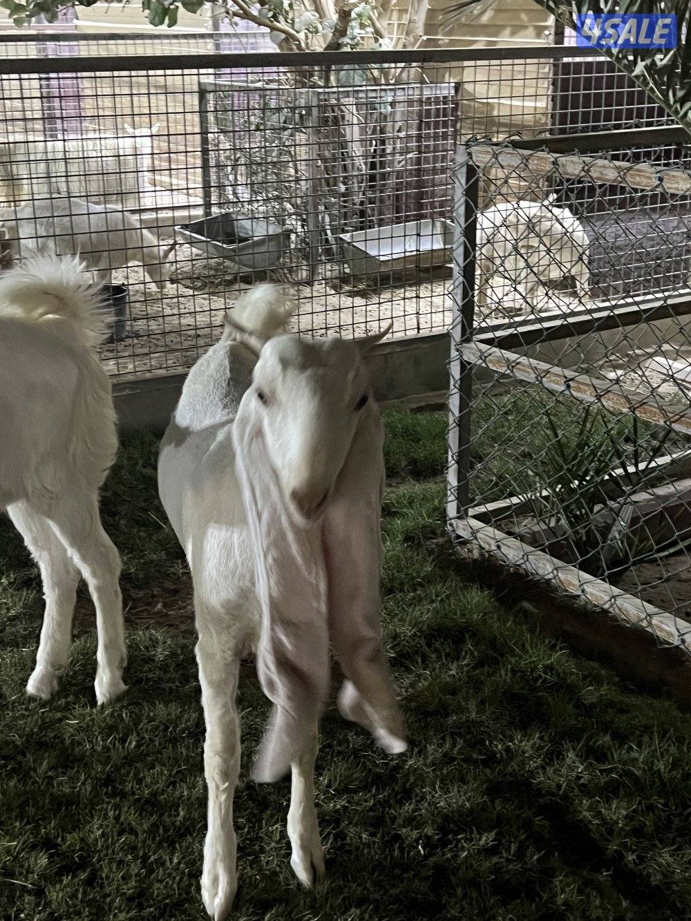 للبيع جذعات3