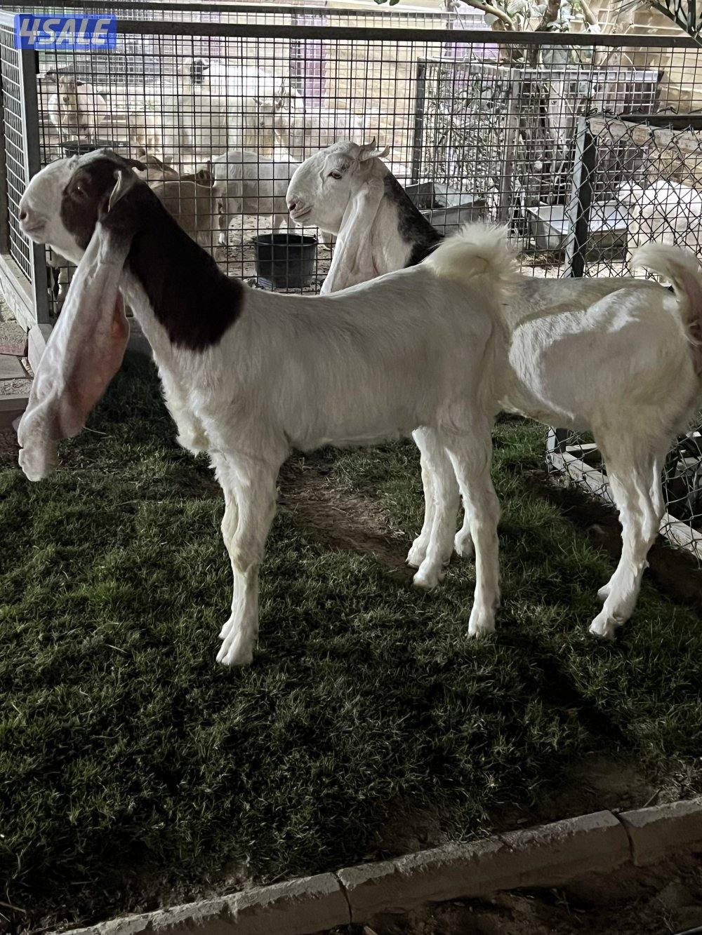 للبيع جذعات4