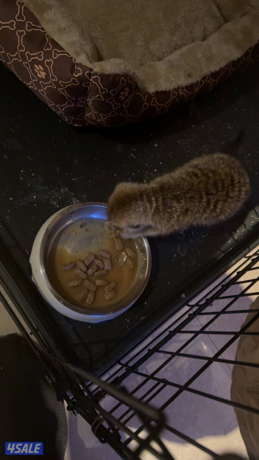 Meerkat | تيمون0