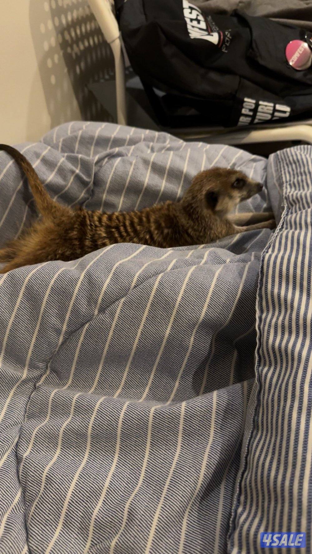 Meerkat | تيمون1