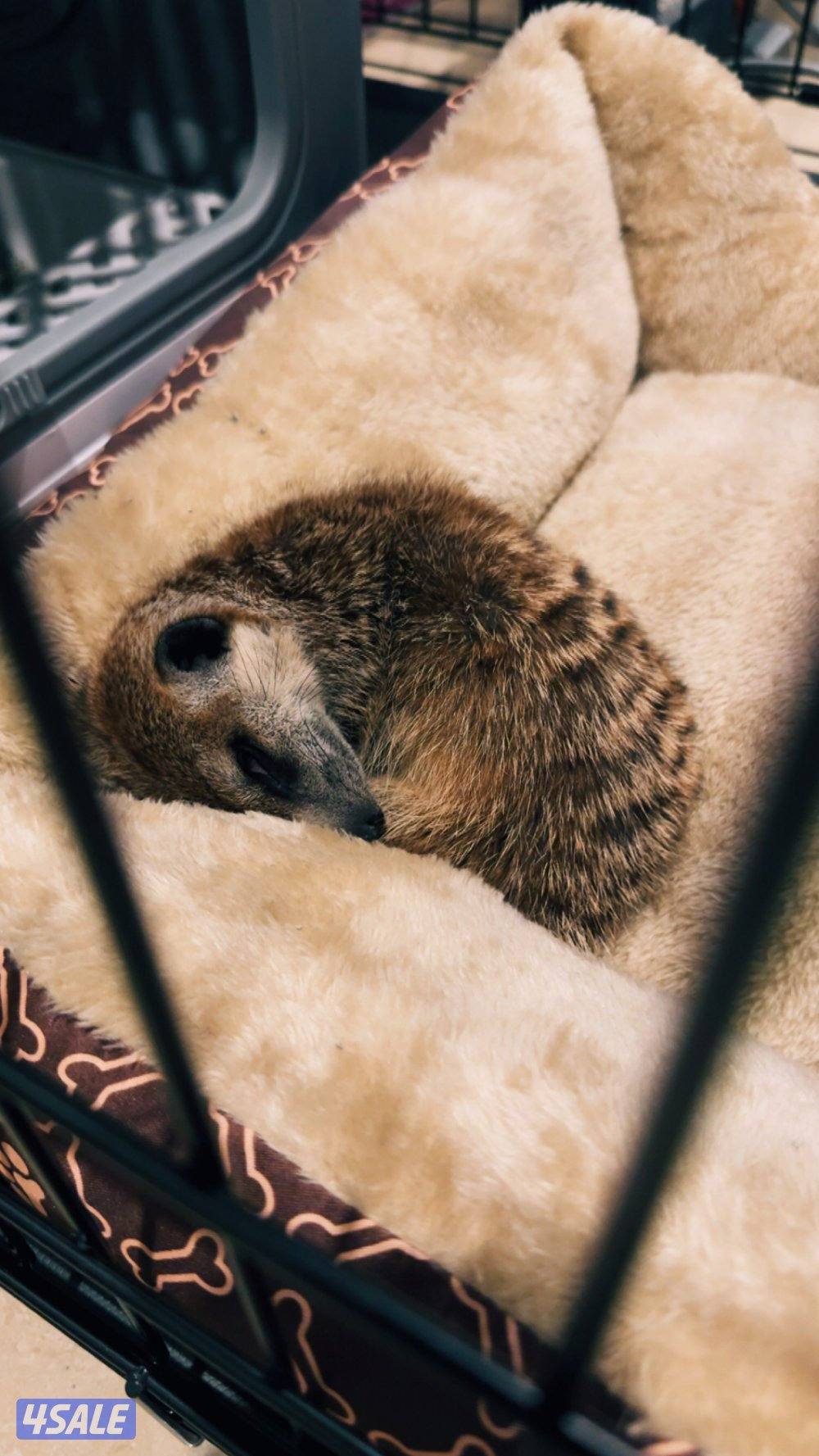 Meerkat | تيمون2