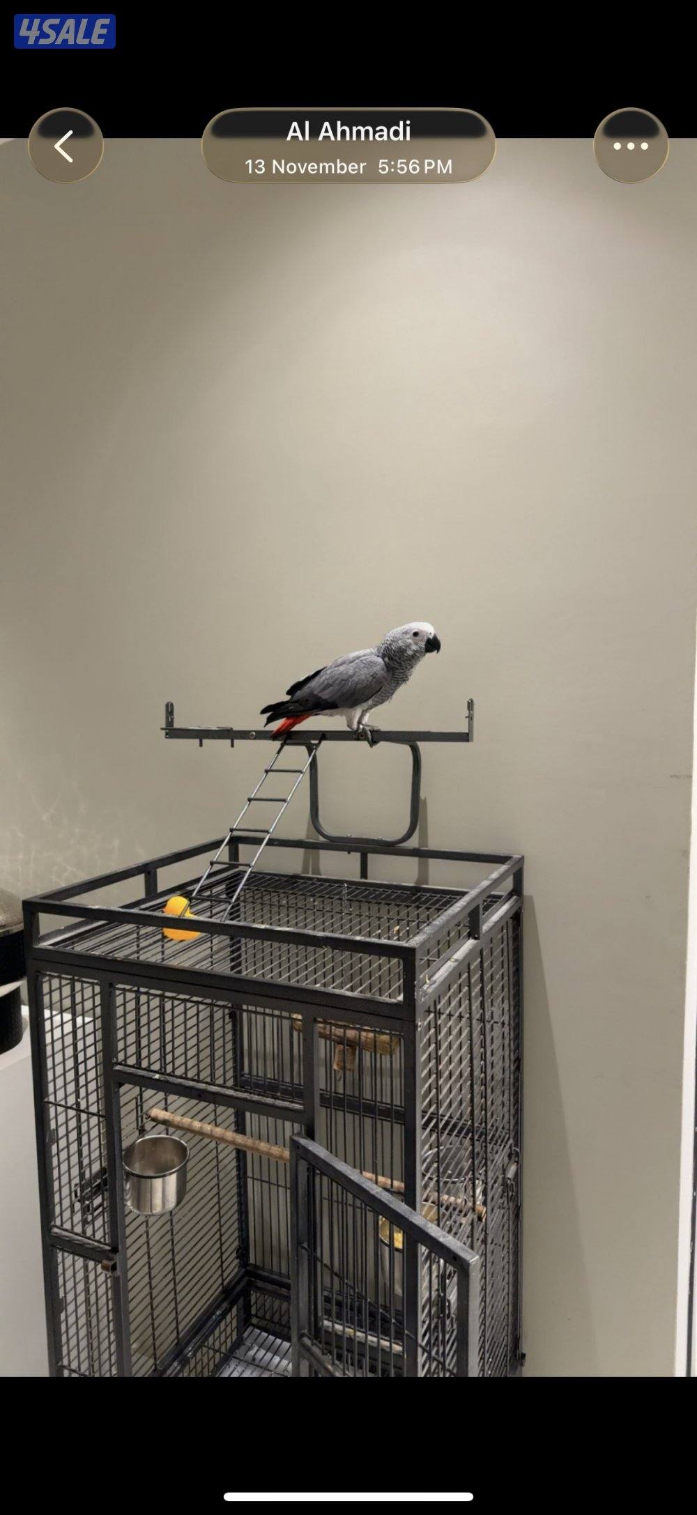 كاسكو ضايع0