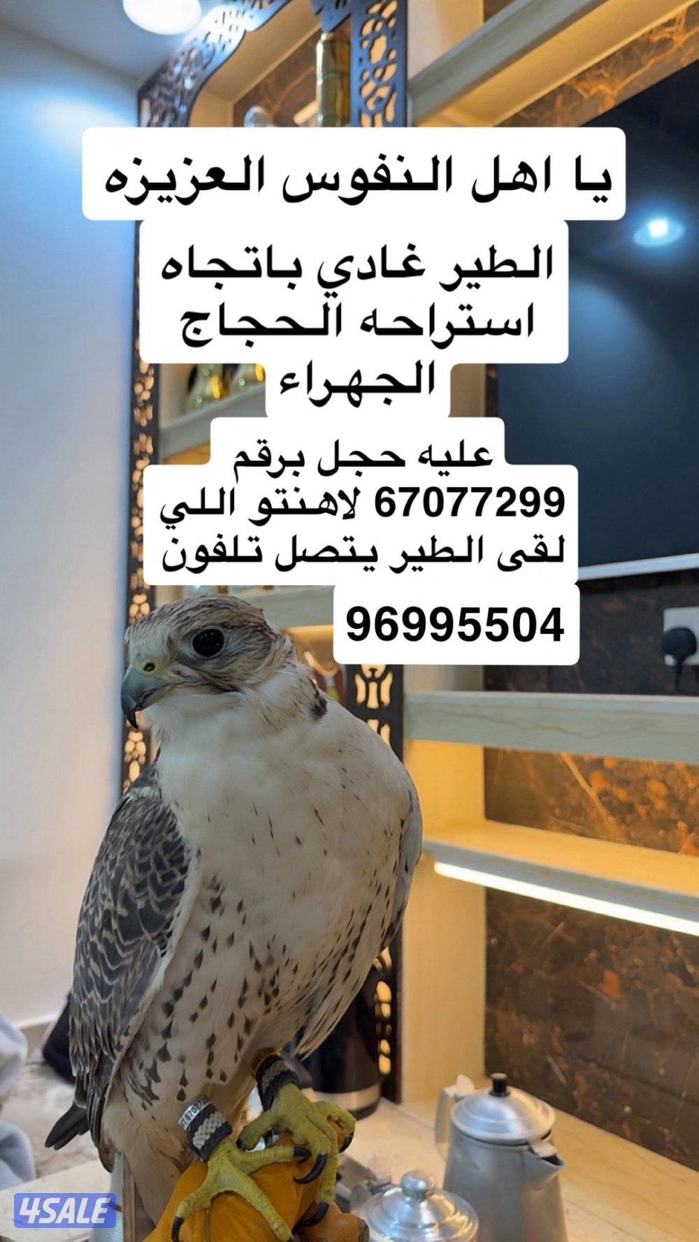 طير غادي لاهل النفوس العزيزه0