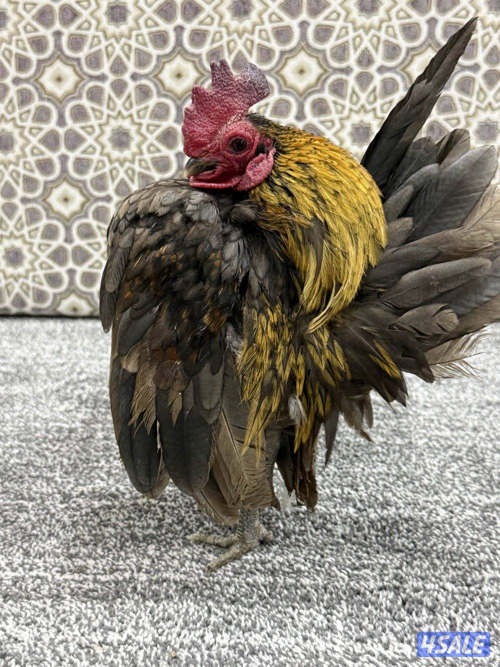 ديج ودجاجه سيراما0