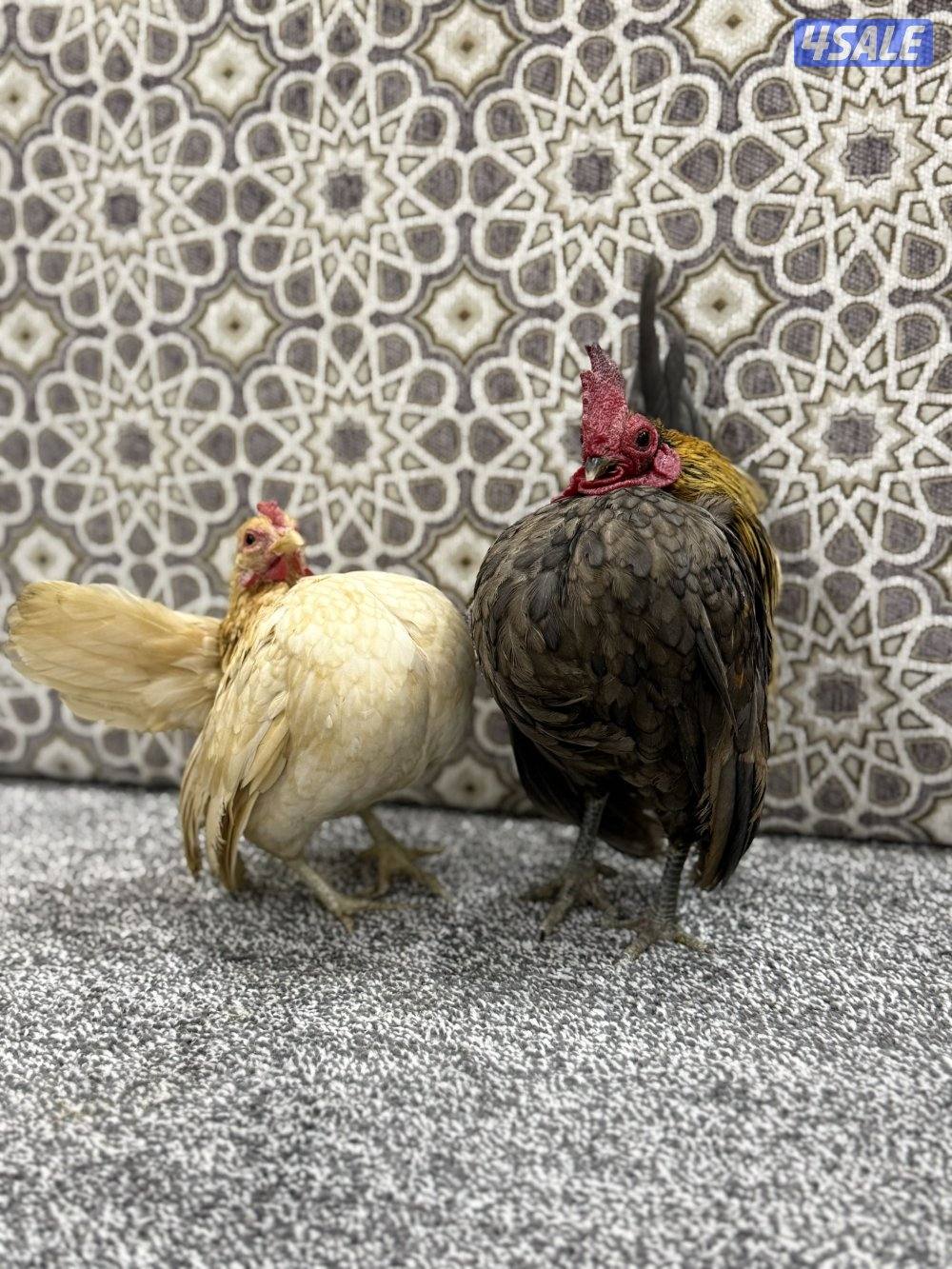 ديج ودجاجه سيراما1