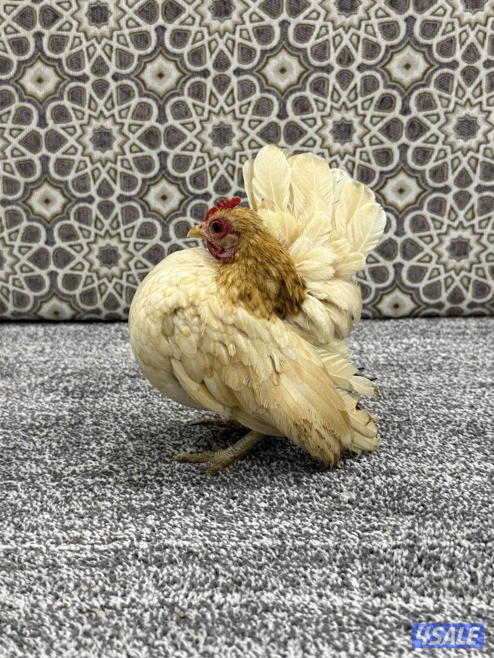 ديج ودجاجه سيراما2