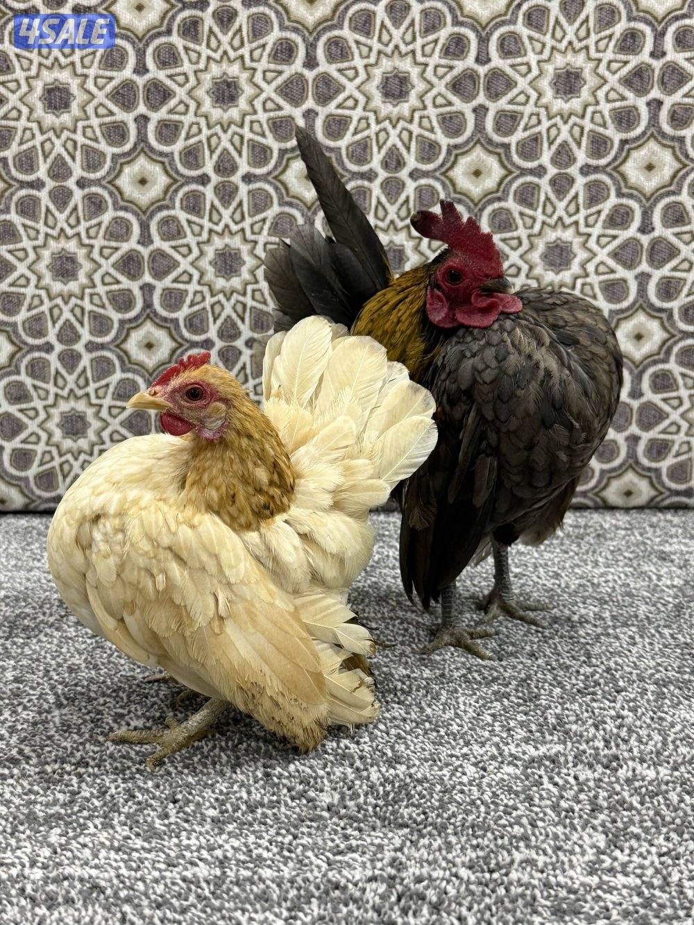 ديج ودجاجه سيراما3