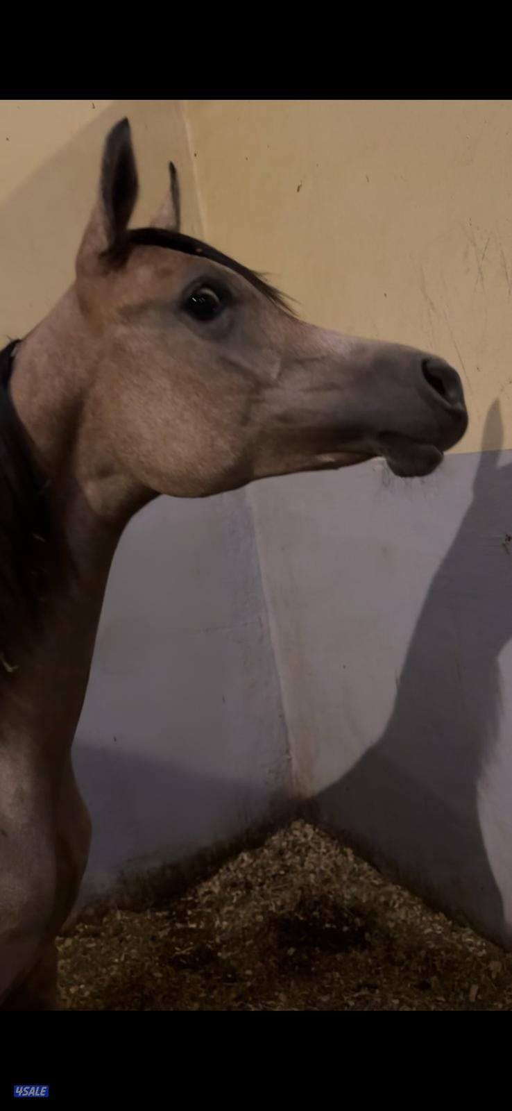 مهره متأهله تشامبين0