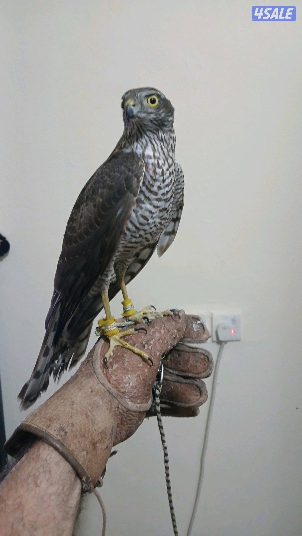 السلام عليكم طير للبيع مع دس سبوق وبرقع1