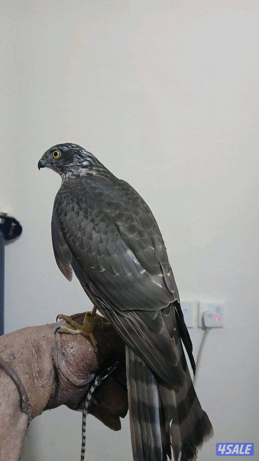 السلام عليكم طير للبيع مع دس سبوق وبرقع2