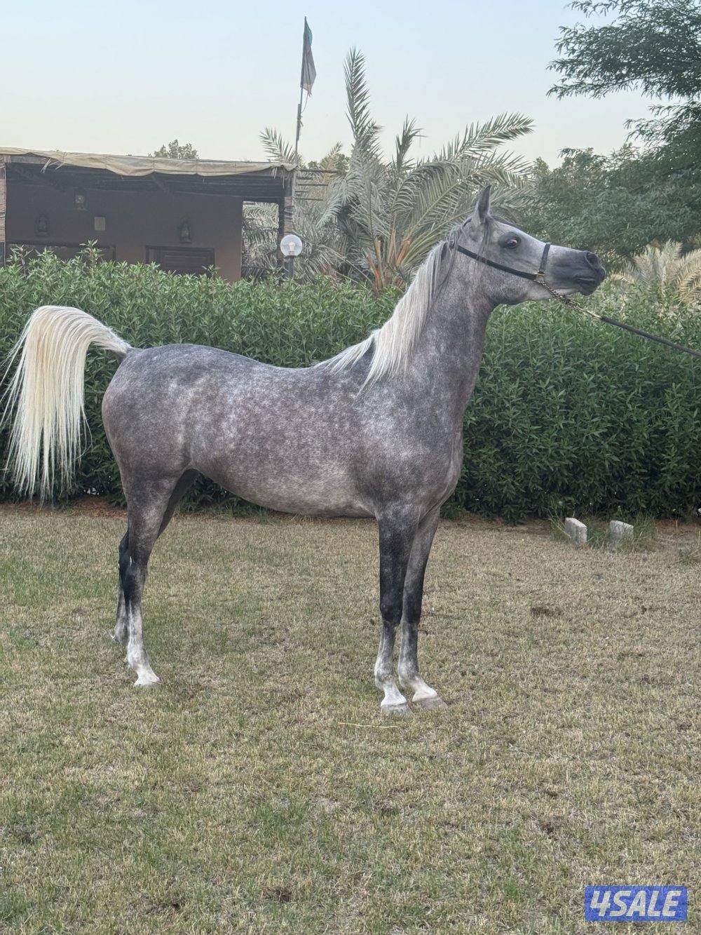 فرس مصريه لاقح1