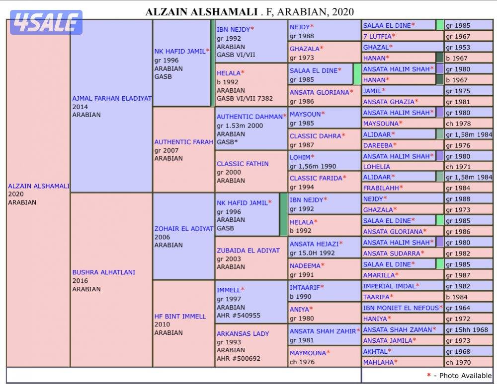فرس مصريه لاقح2