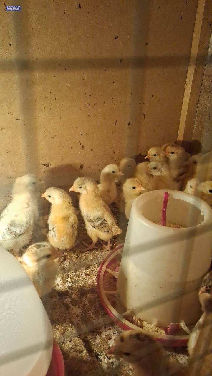 فروخ دجاج عربي قديم العدد 460