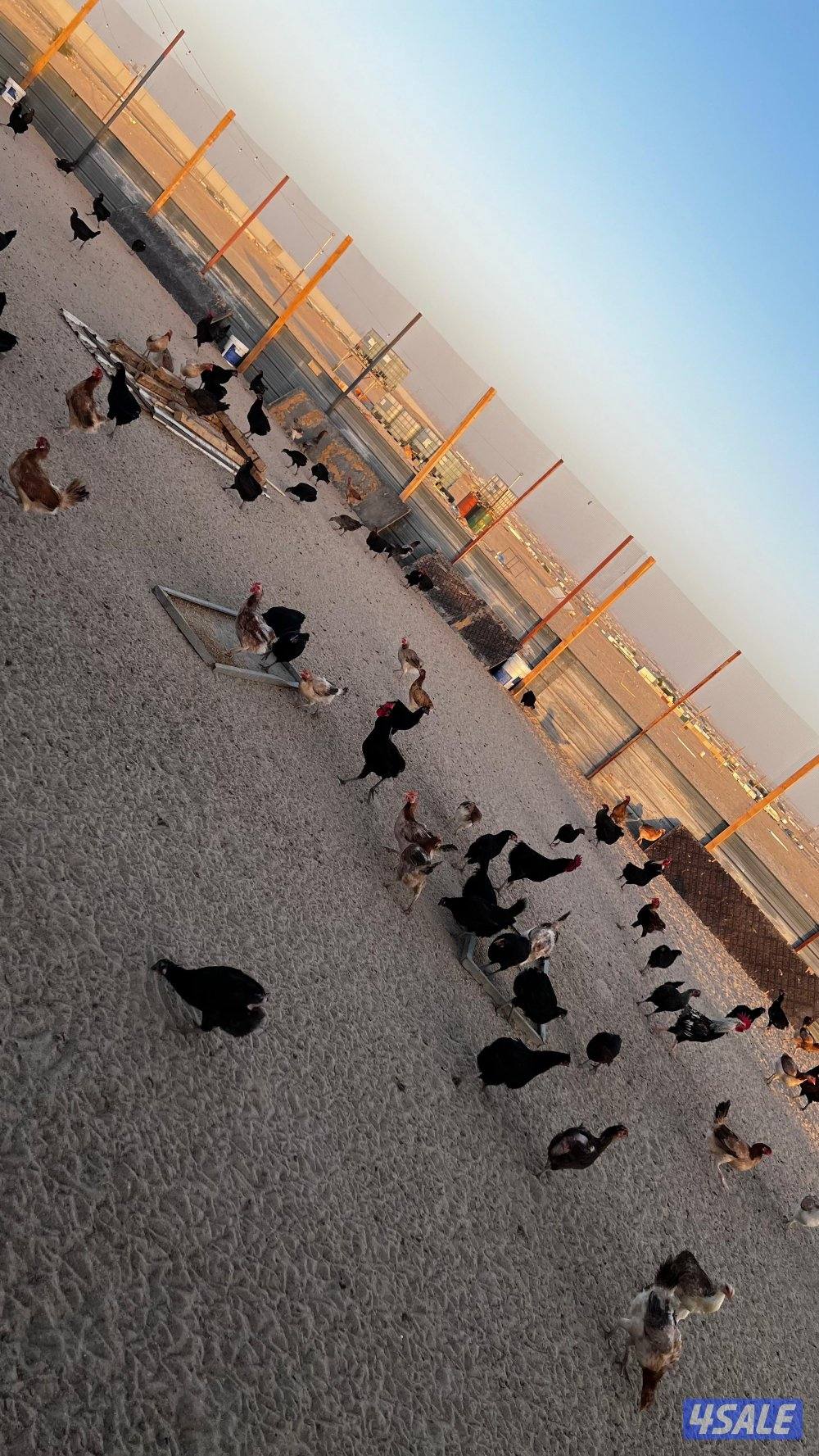 للبيع دجاج عربي0