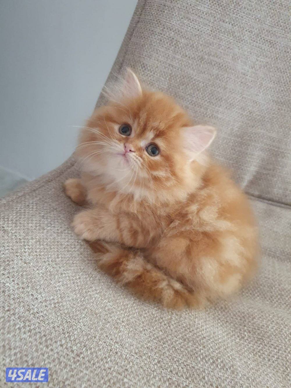 كيتن  هولندي مون فيس بيوووور1