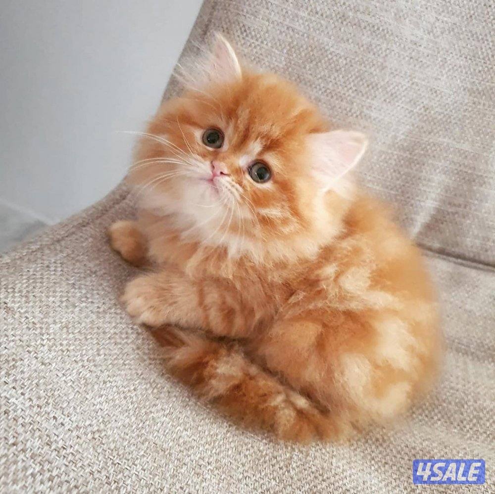 كيتن  هولندي مون فيس بيوووور2