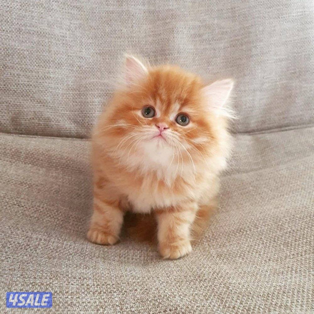 كيتن  هولندي مون فيس بيوووور4