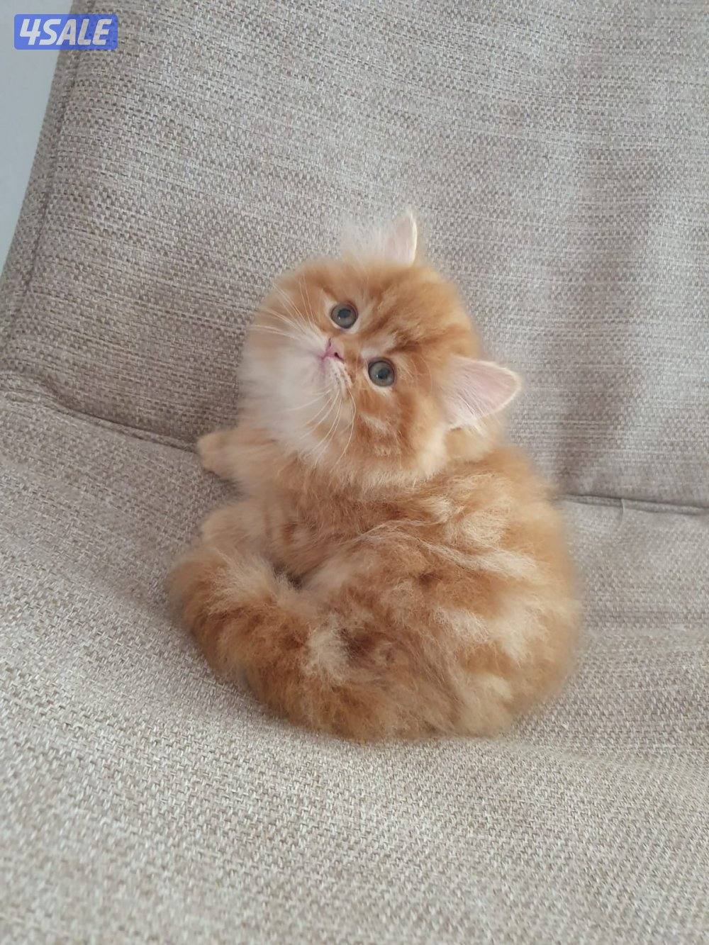 كيتن  هولندي مون فيس بيوووور3