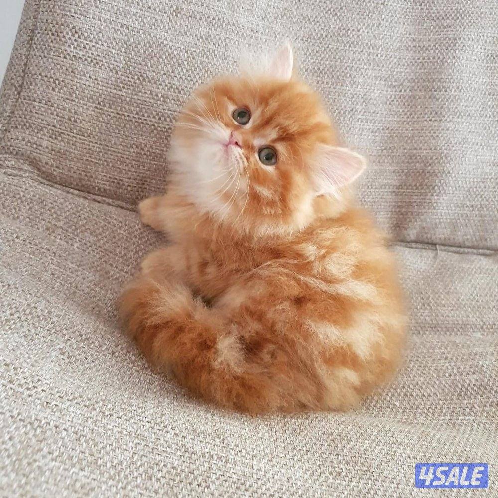 كيتن  هولندي مون فيس بيوووور5