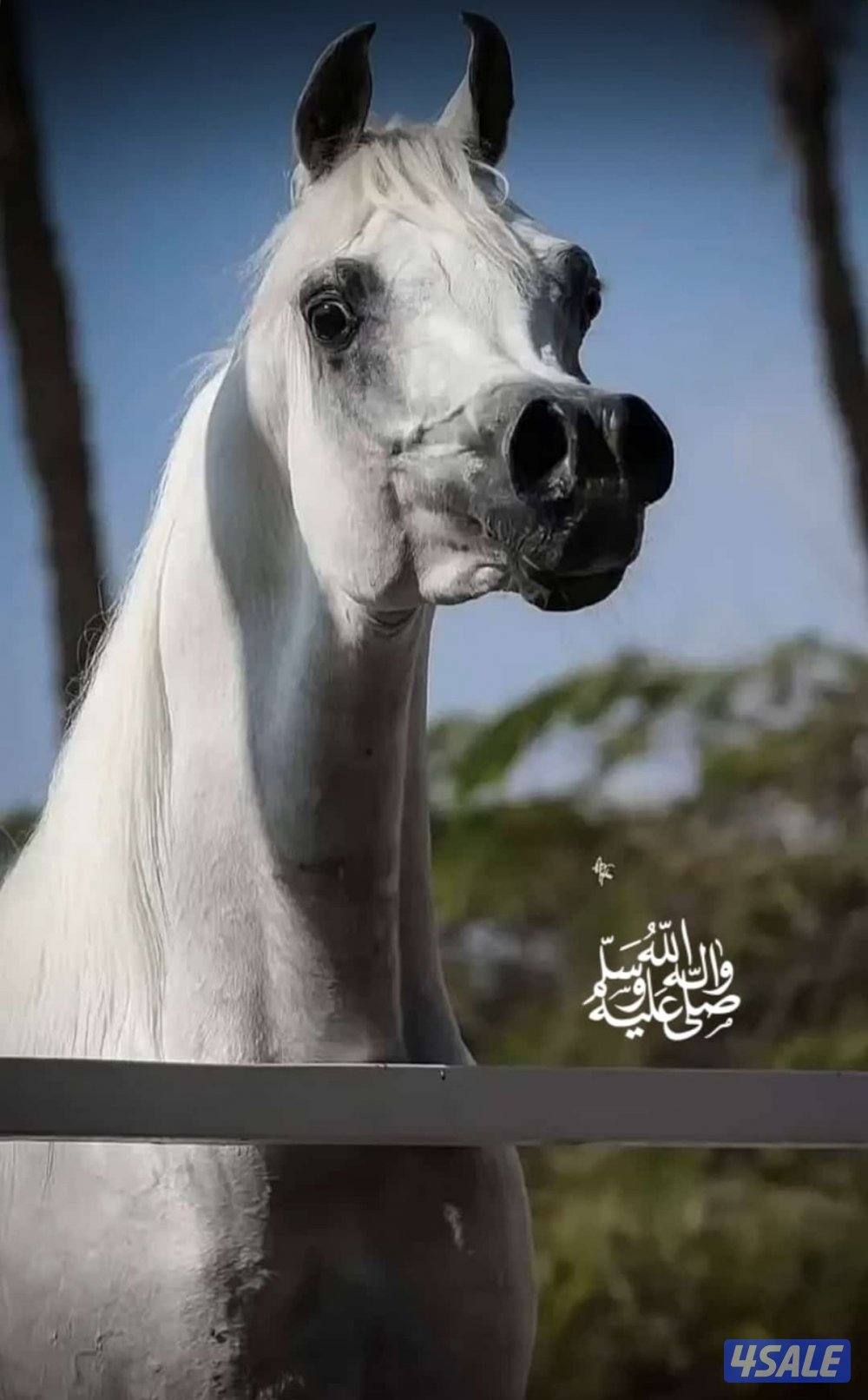 مربط خيل0