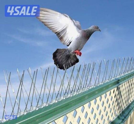 تركيب شبك طارد للتخلص من فضلات الحمام1