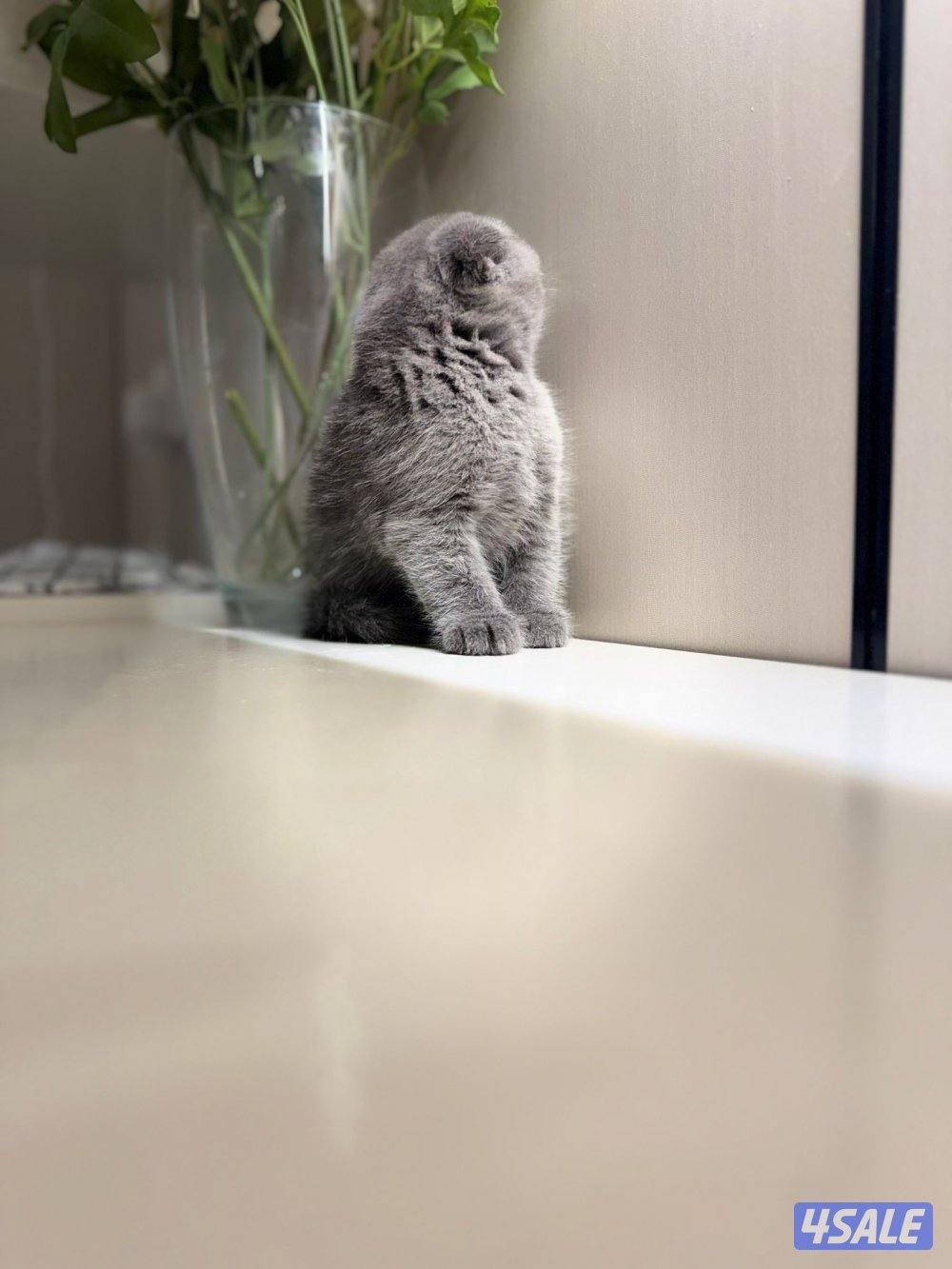 سكوتش فولد1