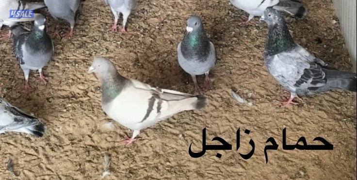 للبيع حمام ( زاجل / باكستاني / لوت ) + فقاسات بيض (بيع وتصليح وصيانة)0