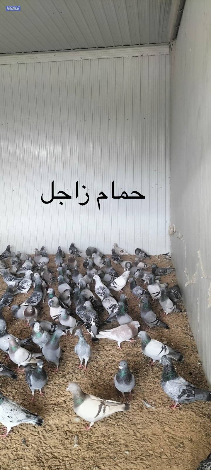 للبيع حمام ( زاجل / باكستاني / لوت ) + فقاسات بيض (بيع وتصليح وصيانة)1