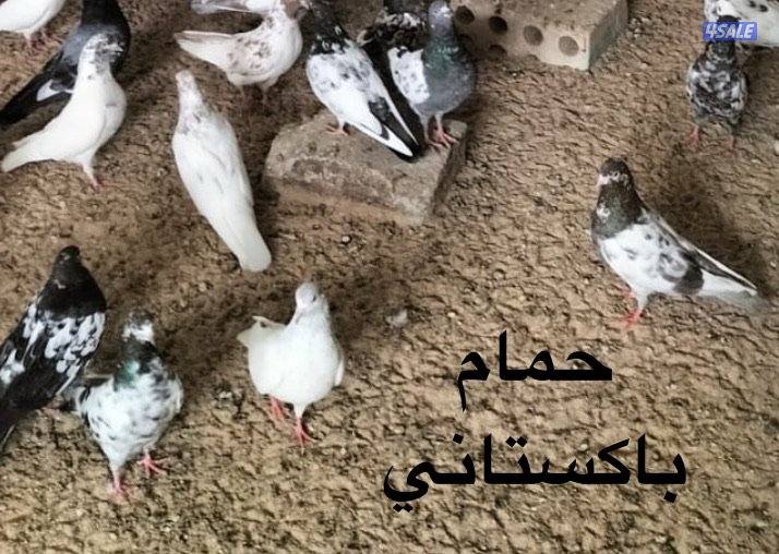 للبيع حمام ( زاجل / باكستاني / لوت ) + فقاسات بيض (بيع وتصليح وصيانة)2