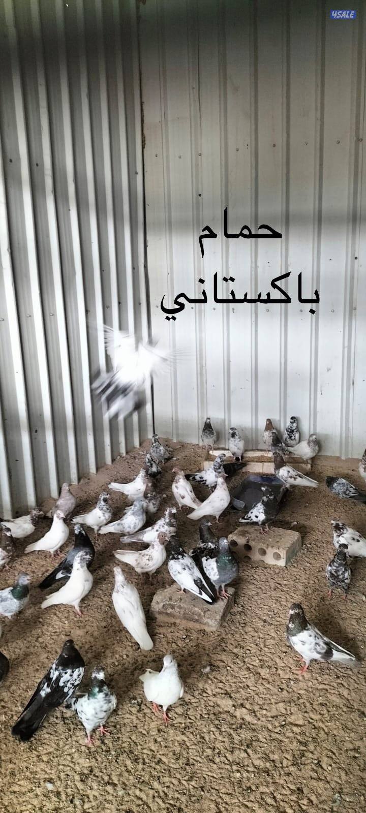 للبيع حمام ( زاجل / باكستاني / لوت ) + فقاسات بيض (بيع وتصليح وصيانة)3