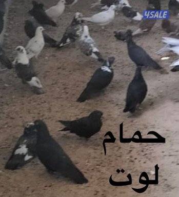 للبيع حمام ( زاجل / باكستاني / لوت ) + فقاسات بيض (بيع وتصليح وصيانة)4