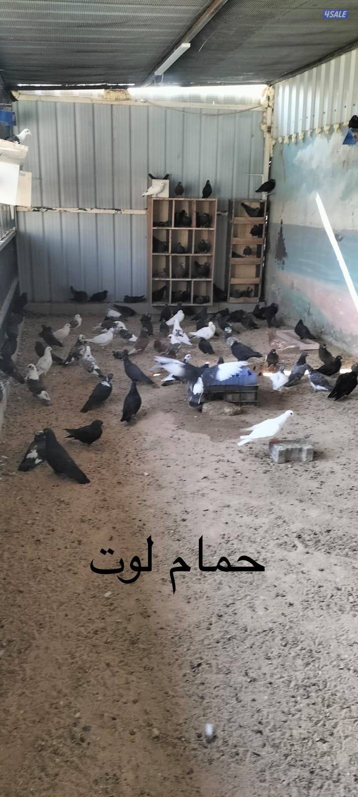 للبيع حمام ( زاجل / باكستاني / لوت ) + فقاسات بيض (بيع وتصليح وصيانة)5